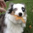 Cute dog with leaf in mouth as hand reaches to take it